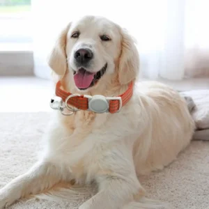 Dog Collar Reflective Adjustable Puppy Leash With Bell Lightweight Breathable Escape Proof Cat Necklace For Train Pet Supplies